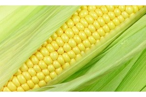 Венгрия соберет хороший урожай кукурузы