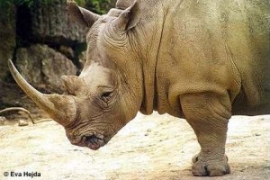 В зоопарке Будапешта родился детеныш белого носорога
