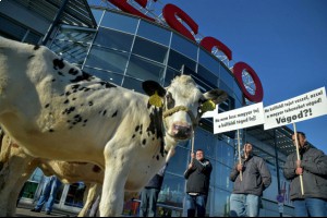 Молочные фермеры протестуют возле Будапешта