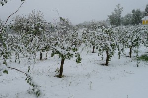 Весенний мороз может уничтожить половину урожая в Венгрии