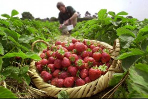 В Венгрии некому собирать урожай