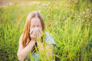 20% венгров страдают от аллергии на амброзию