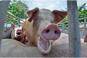 Венгрия предпримет согласованные усилия для поддержки свиноводов