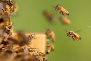 Венгрия подала заявку на проведение всемирной выставки пчеловодства