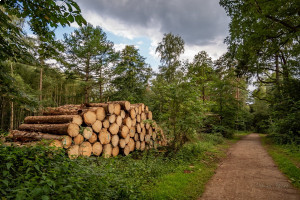 Союзник России в Европе решил увеличить заготовку дров