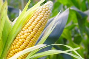 Из-за засухи Венгрия стала нетто-импортером кукурузы
