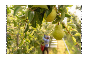 Фруктовые сады Венгрии порадовали урожаем персиков, абрикосов и груш