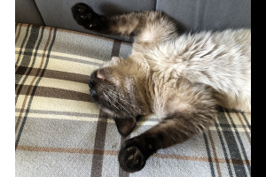 Брачные контракты в Европе: новый пункт - домашние животные Брачные контракты в Европе: новый пункт - домашние животные