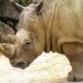 В зоопарке Будапешта родился детеныш белого носорога