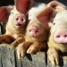 В Венгрии зарегистрирован третий случай заболевания свиным гриппом