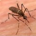 Венгрия страдает от нашествия комаров