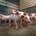 Правительство Венгрии снизит НДС на свинину