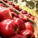Польские яблоки ударили по венгерским производителям