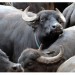 Italiagro открывает в Венгрии ранчо буйволов