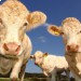Венгрия возобновит экспорт живого скота в Турцию