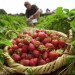 В Венгрии некому собирать урожай