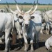 Поголовье крупного рогатого скота в Венгрии продолжает расти