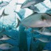 Снижение НДС на рыбу рассматривается, как благо для аквакультуры