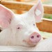 Власти Венгрии предупреждают об африканской свиной лихорадке