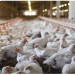 Венгрия 7-я в ЕС по производству мяса птицы