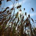 В Венгрии прогнозируется засуха