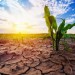 Венгрия особенно подвержена опасности засухи