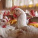 В Венгрии сняты ограничения по сдерживанию птичьего гриппа