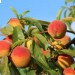 Весенние заморозки повредили урожай персиков и абрикосов