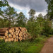 Союзник России в Европе решил увеличить заготовку дров