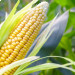 Из-за засухи Венгрия стала нетто-импортером кукурузы