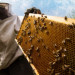 Ассоциация пчеловодов подала жалобу на китайский импорт