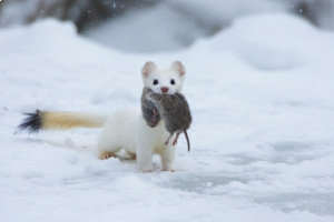 Редкий венгерский горностай