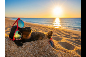 Пляж для собак на озере Балатон